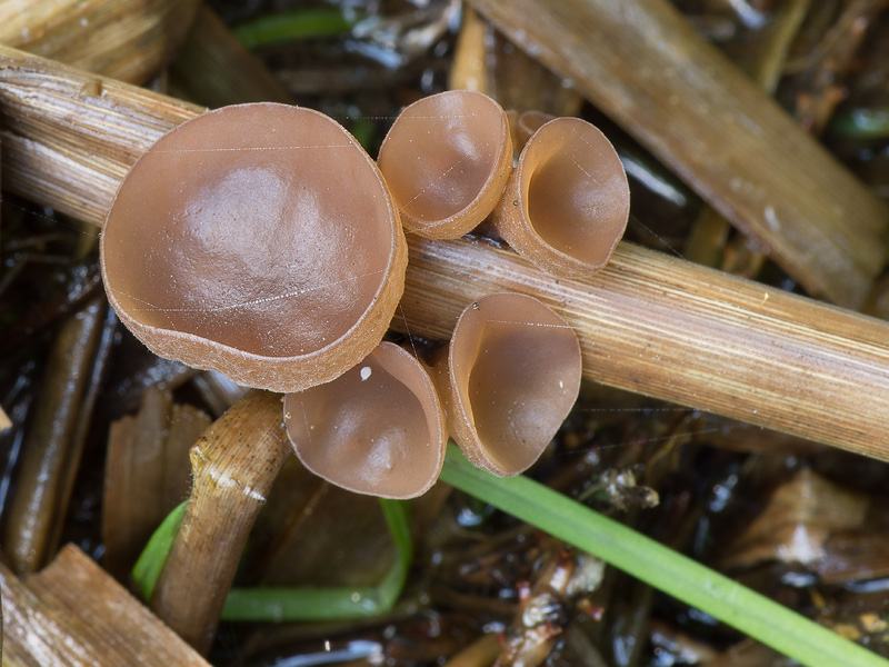 Myriosclerotinia scirpicola